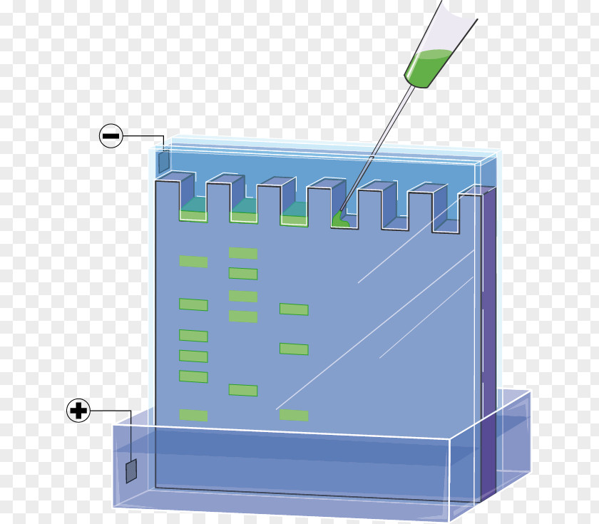 Gel Electrophoresis Art PNG