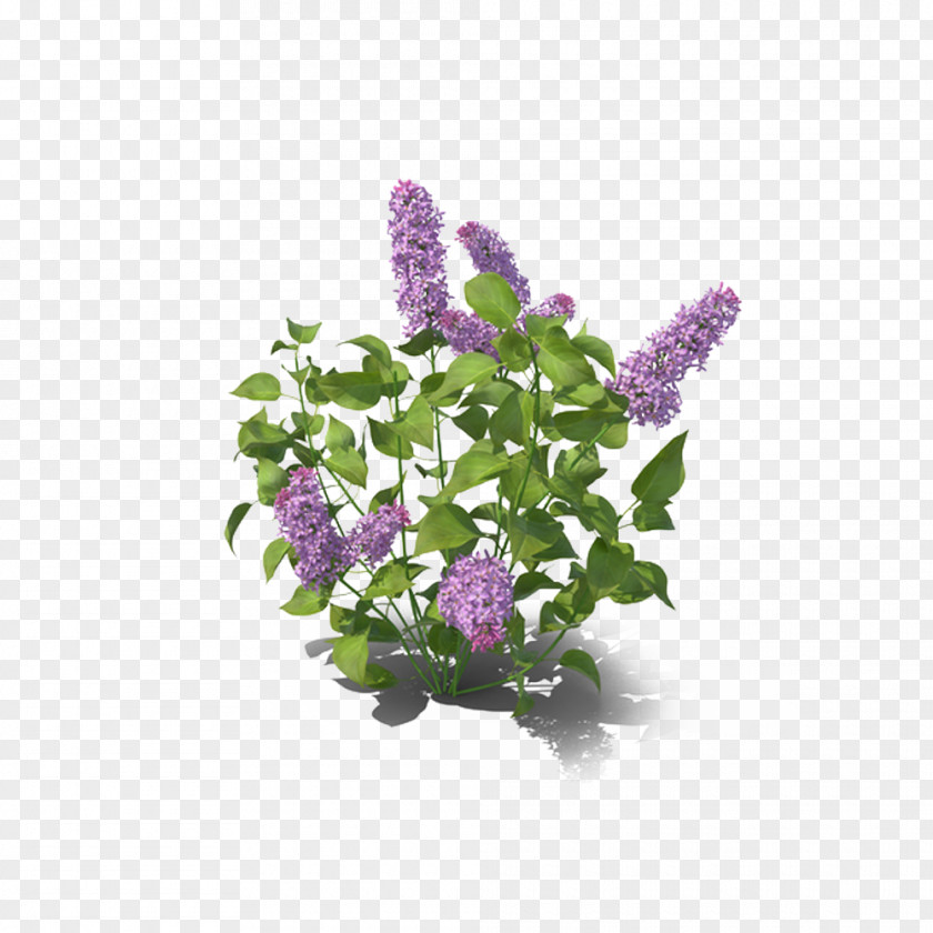 Lilac Decoration Violet PNG