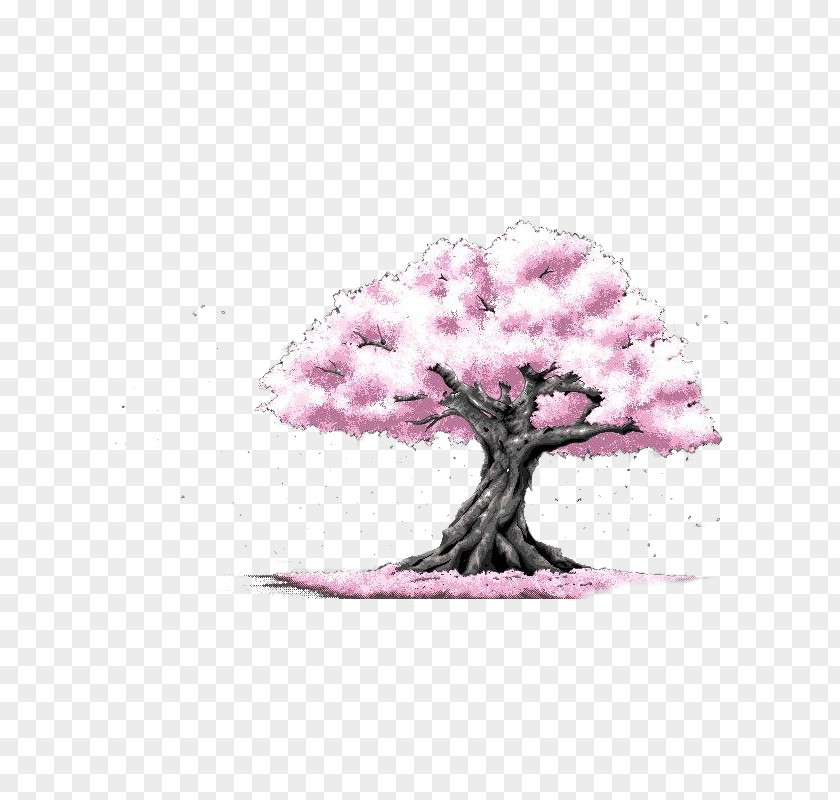 Pink Cherry Tree Blossom Cerasus Drawing PNG