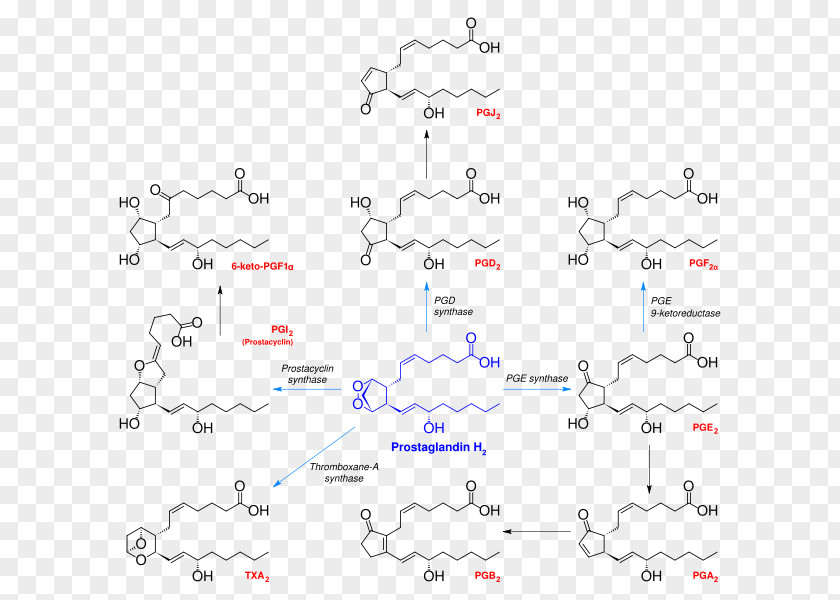 Synthesis Prostanoid Prostaglandin H2 Thromboxane Arachidonic Acid PNG