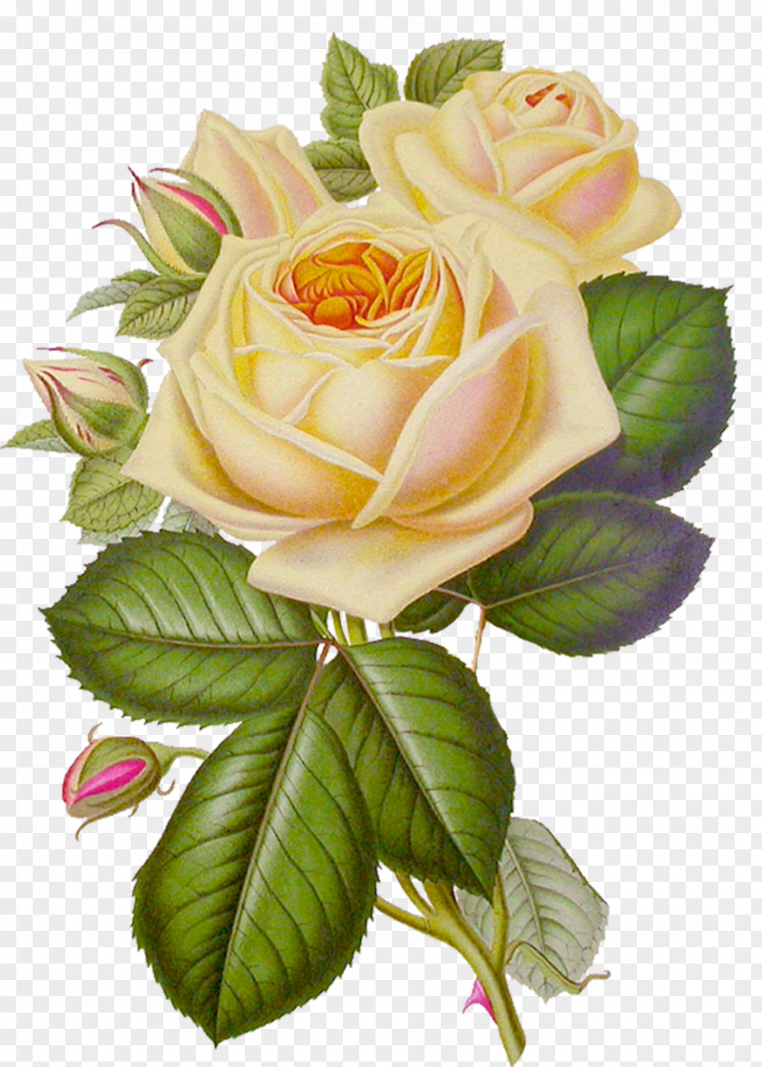 White Roses Rose Flower Desktop Wallpaper Clip Art PNG