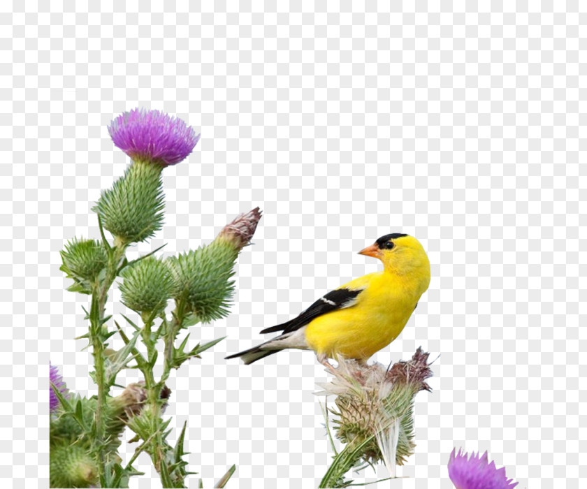Branches Birds PNG
