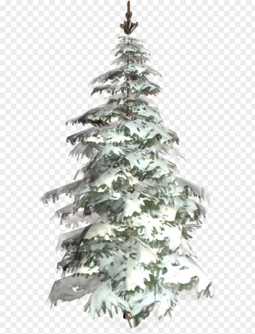 Christmas Tree Conifers Spruce Fir PNG