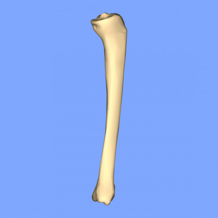 Close Up Tibia Joint Medial Collateral Ligament PNG