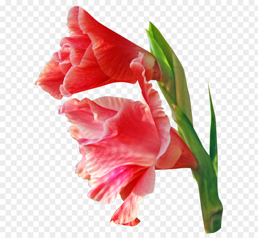 Gladiolus Flower Clip Art PNG