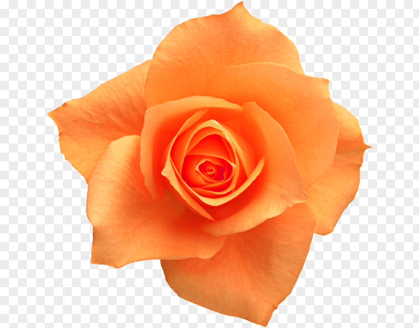Orange Roses Rose Yellow Flower Clip Art PNG