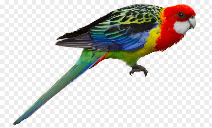 Parrot Bird Budgerigar Eastern Rosella Crimson PNG