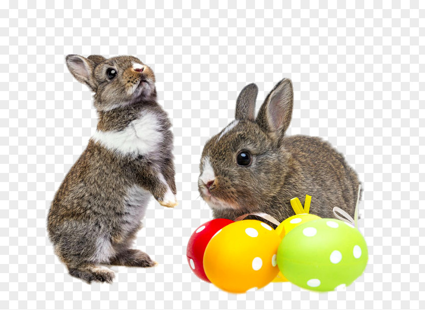 Playing Rabbit Easter Bunny Chicken Egg PNG