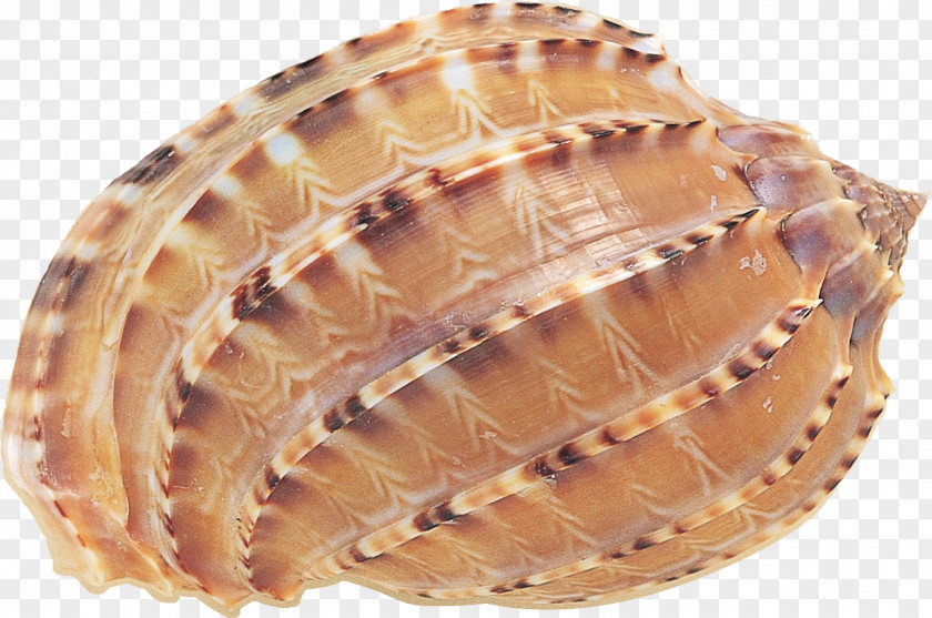 Shells Seashell Clam Cockle Scallop PNG