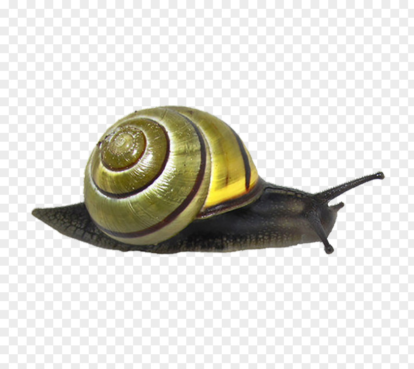 Snails Snail Animal Clip Art PNG