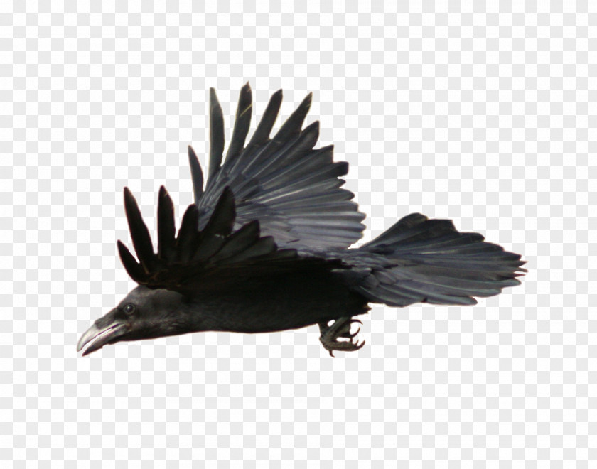 American Crow DeviantArt Stable Digital Art PNG