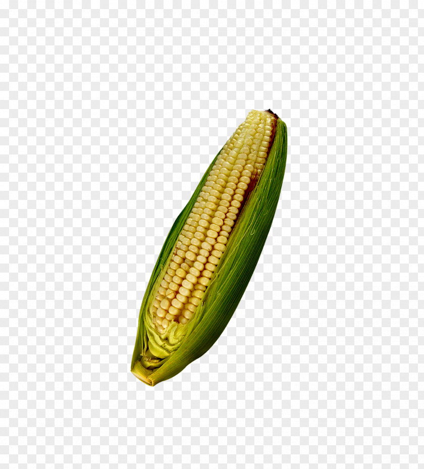 Corn On The Cob Maize Cereal Computer File PNG