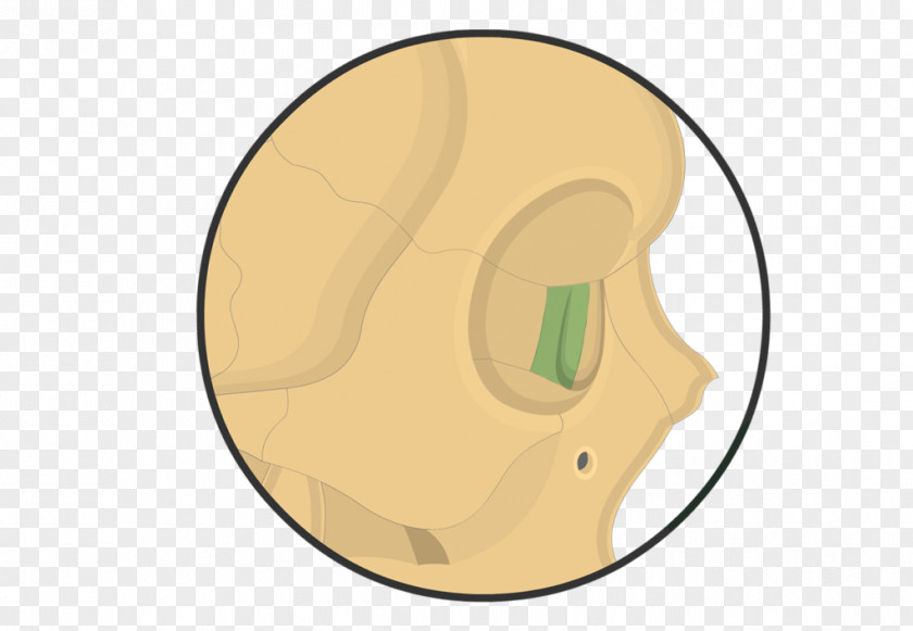 Skull Lacrimal Bone Anatomy Facial Skeleton Vomer PNG