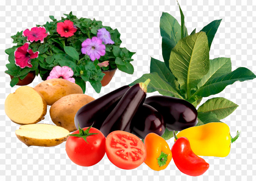 Vegetable Vegetarian Cuisine Diet Food Garnish PNG