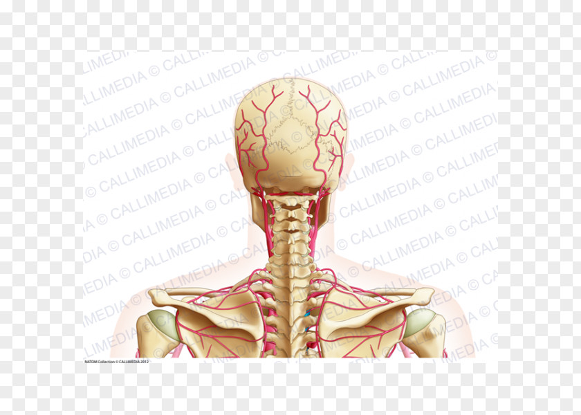 Head And Neck Posterior Triangle Of The Artery Anatomy Vein PNG