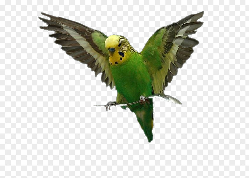 Parrot Lovebird Budgerigar Perroquet PNG