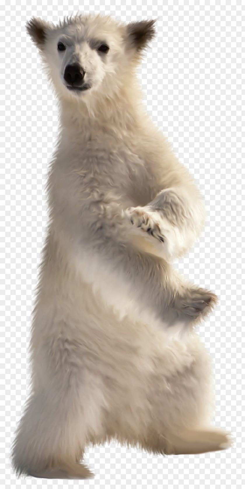 Polar Bear Baby American Black Desktop Wallpaper PNG