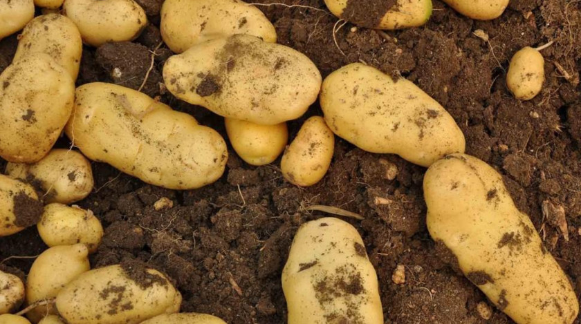 Potato Xiuwen County Vitelotte Salad Potatoes O'Brien Tuber PNG