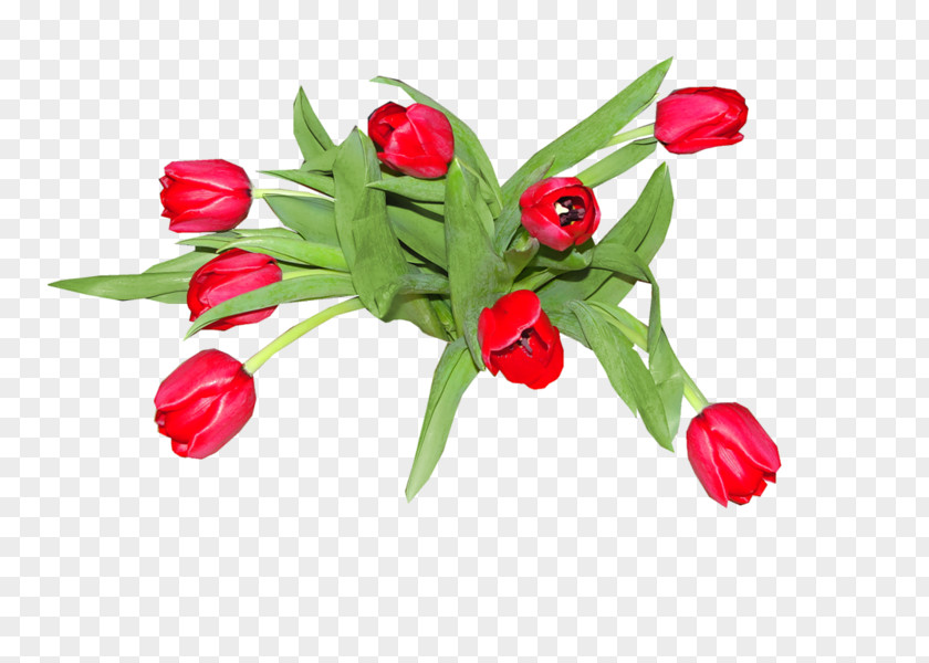 Tulip Flower LiveInternet Diary Clip Art PNG