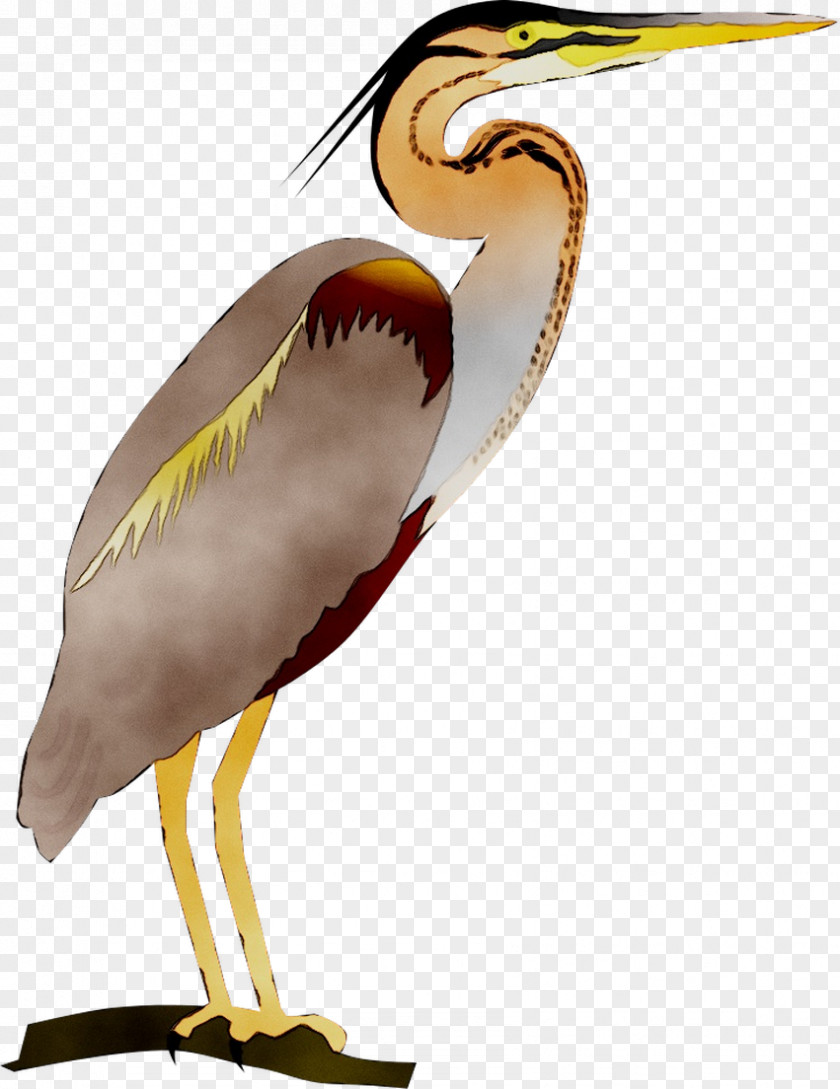 Water Bird Stork Beak Neck PNG