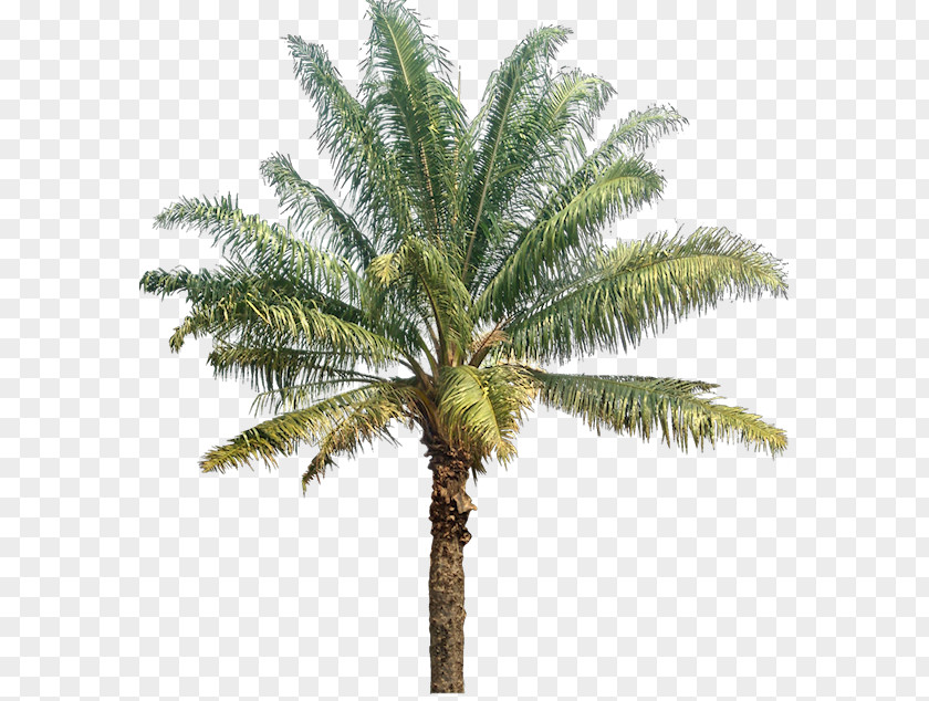 Date Palm Arecaceae Coconut Photography Tree Spruce PNG