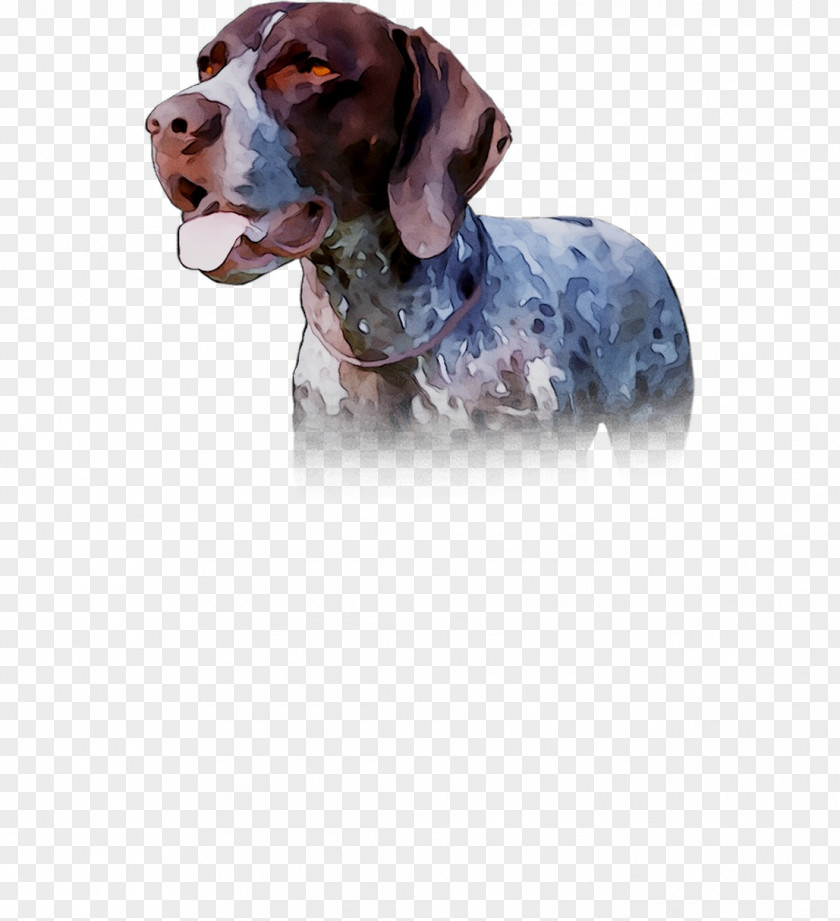 Dog Breed Spaniel Crossbreed PNG