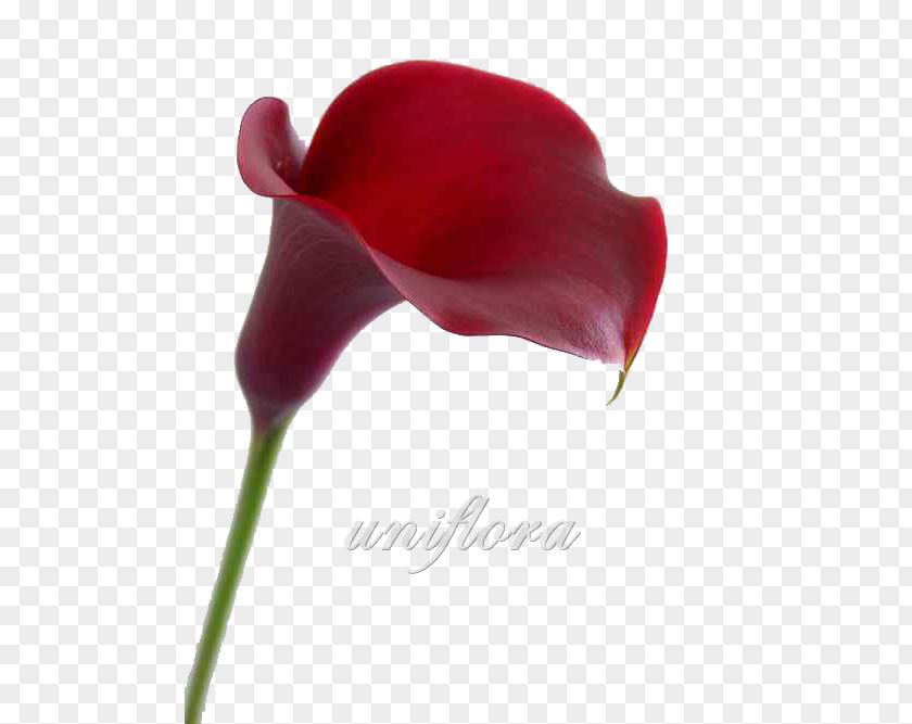 Flower Arum-lily Bog Arum Red Pink Calla Lily PNG