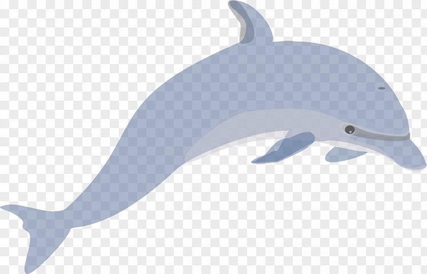 Light Blue Dolphin Common Bottlenose Tucuxi Porpoise Illustration PNG