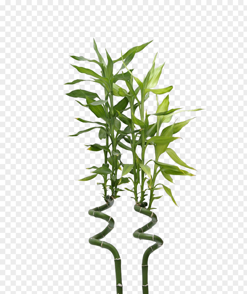 Lucky Bamboo Pull Free Image Photography PNG