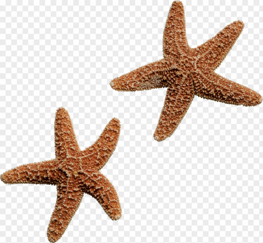 Starfish Octopus Squid Sea Clip Art PNG