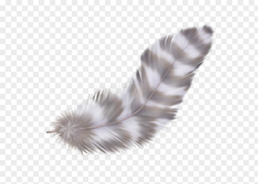 Wing Fur Tail PNG