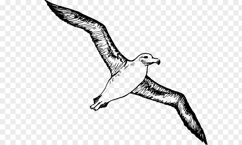 Albatross Bird Download Clip Art PNG