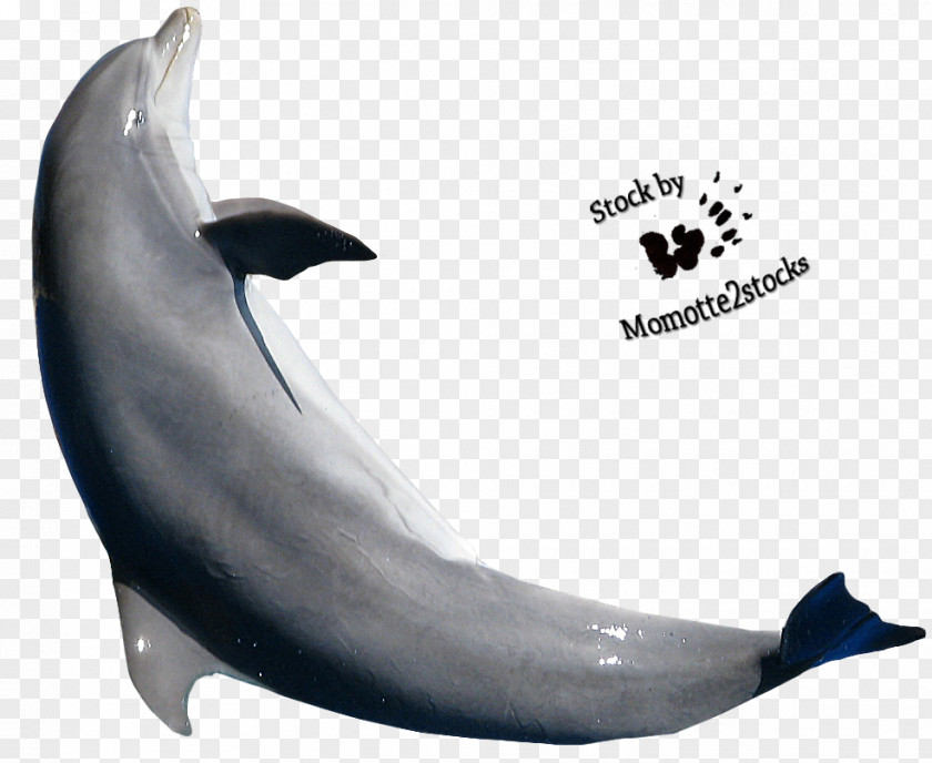 Dolphin Jumping Clip Art PNG