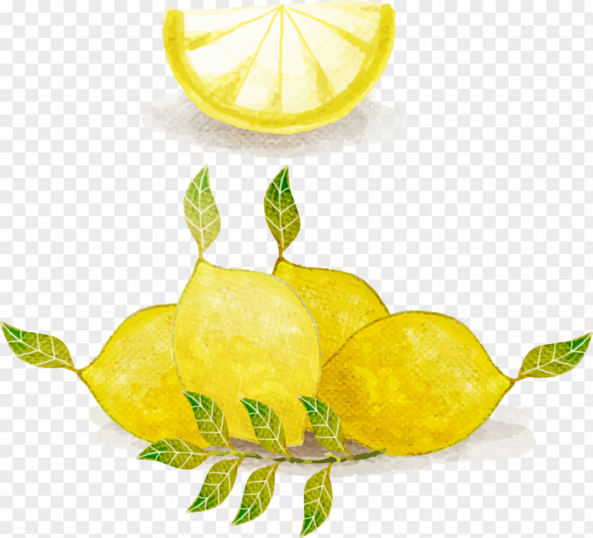 Watercolor Lemon Vector Lemonade Painting PNG