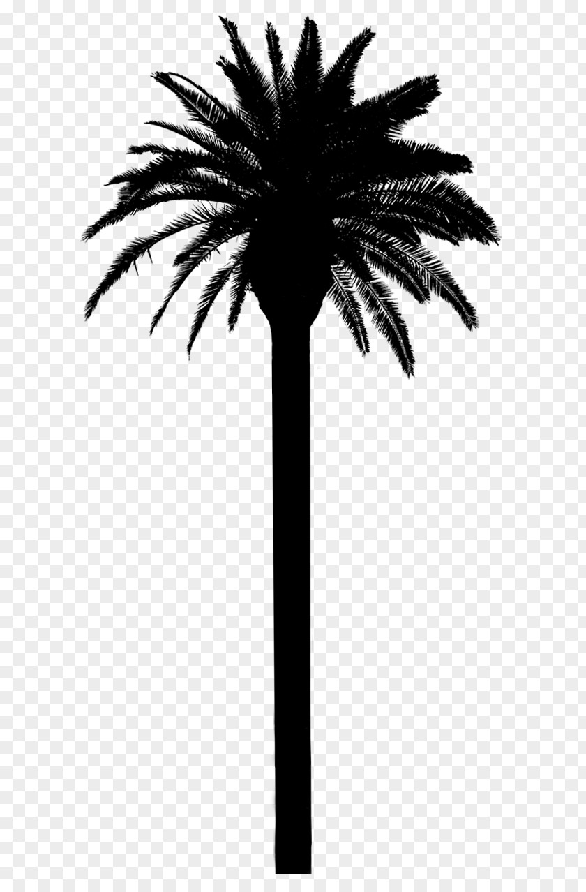 Asian Palmyra Palm Date Trees Silhouette Plant Stem PNG