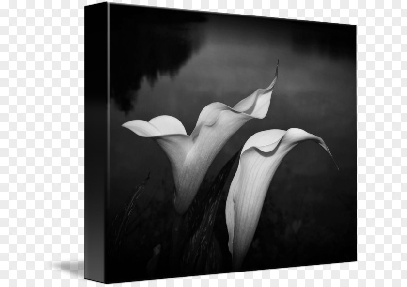 Callalily Monochrome Photography Still Life PNG