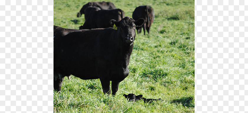 Cowcalf Operation Calf Cattle Pasture Ox Grazing PNG
