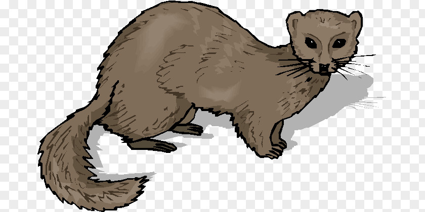 Ferret Whiskers Stoat Cat PNG