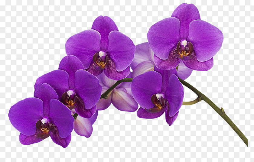 Flower Orchids Color Phalaenopsis Violacea Purple PNG