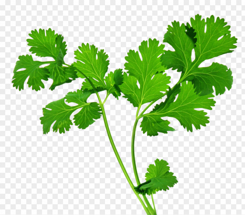 Herbs Organic Food Coriander Indian Cuisine Herb Parsley PNG