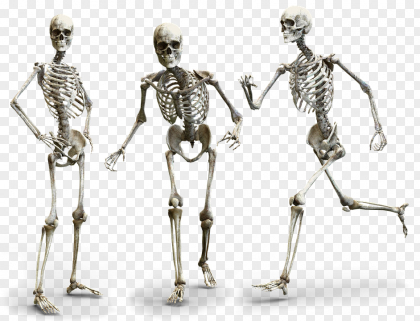 Skeleton Human Body Anatomy Homo Sapiens PNG