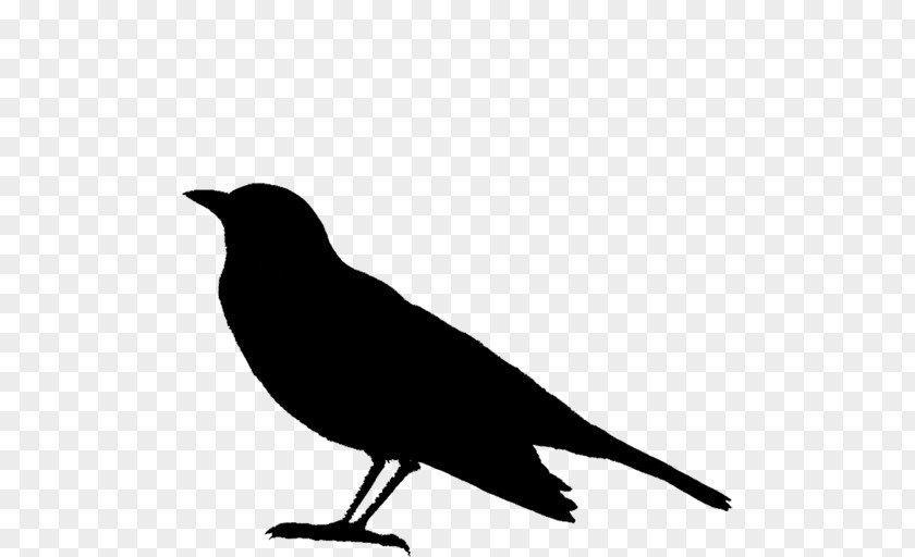 Clip Art American Crow Bird Finches PNG
