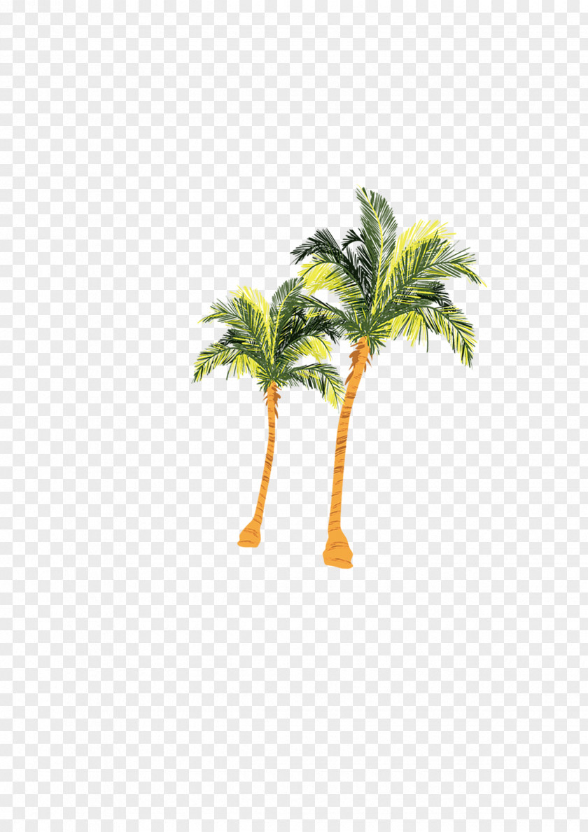 Coconut Palm Trees Arecaceae Nata De Coco Tree PNG
