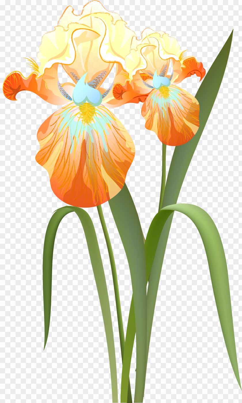 Flower Cut Flowers Irises Clip Art PNG