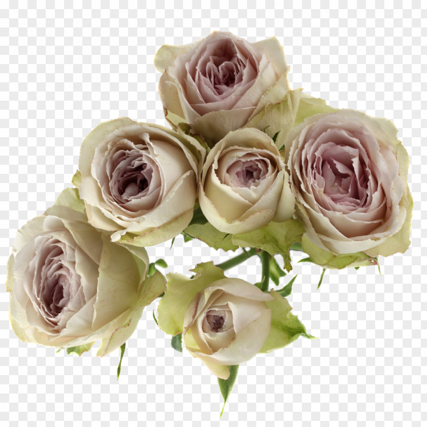 Flower Garden Roses Cabbage Rose Cut Flowers Bouquet Floral Design PNG