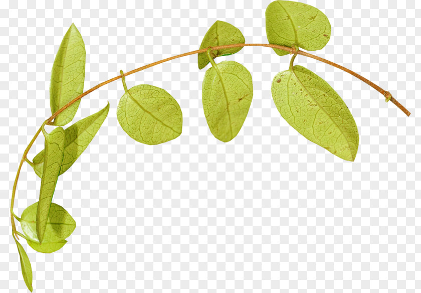 Leaf Plant Stem Flower Vine PNG