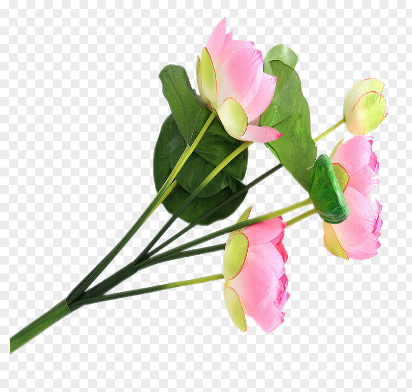 Lotus Nelumbo Nucifera Floral Design Flower Effect PNG
