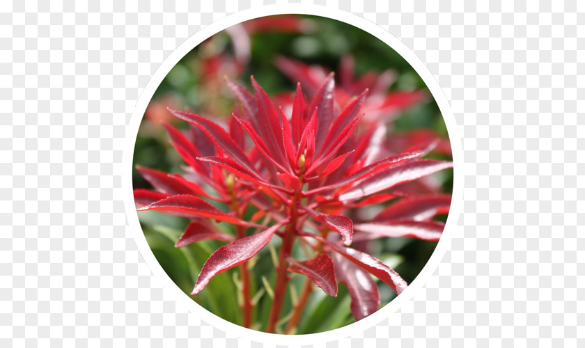 Nandina Domestica Thunb Boomkwekerij Coonen Nursery Shrub Garden Centre Treelet PNG