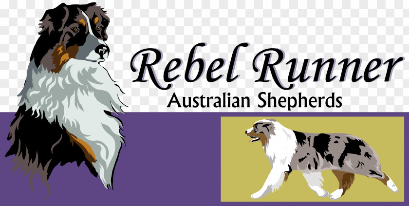 Australian Shepherd Dog Breed German Companion PNG