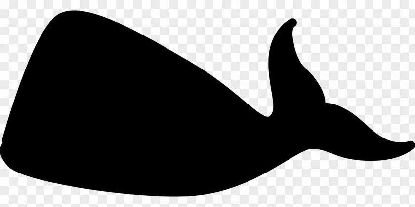 Black And White Whale Cetacea Marine Mammal Killer Beluga Clip Art PNG